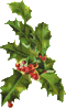 Holly
